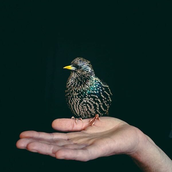 © Francesca Todde